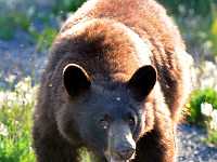 brown bear 8x10 6658
